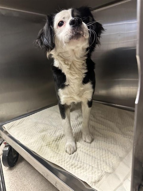 Shelter Stray Female Dog last seen ARCADE BLVD & GROVE AVE, Sacramento, CA 95818