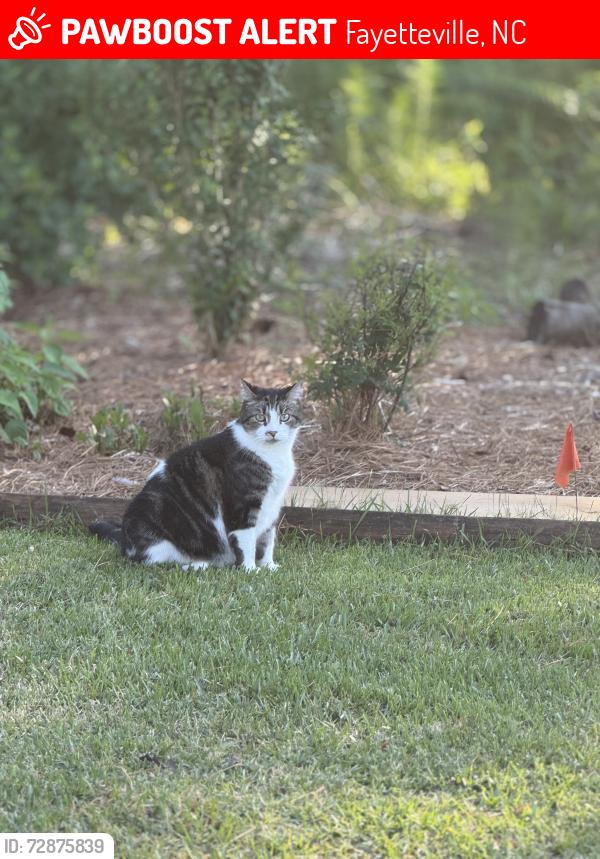 Lost Male Cat last seen Stonegate neighborhood , Fayetteville, NC 28311