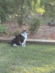 Lost Male Cat last seen Stonegate neighborhood , Fayetteville, NC 28311