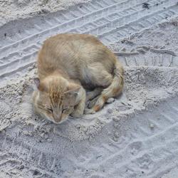 Shelter Stray Male Cat last seen Near BLOCK ORIENTAL AVE, San Antonio, TX 78227