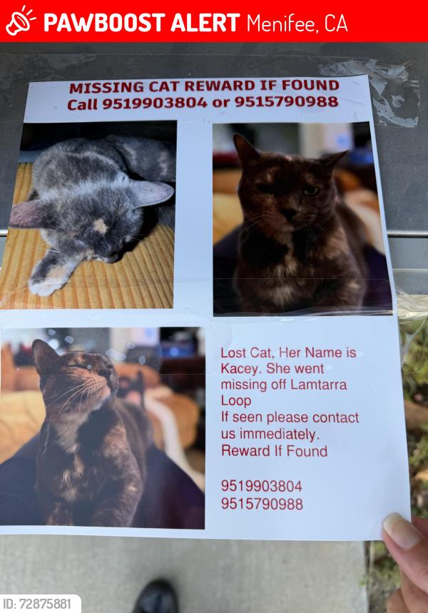 Lost Female Cat last seen Scott rd and Mira, Menifee, CA 92584