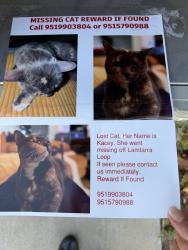 Lost Female Cat last seen Scott rd and Mira, Menifee, CA 92584