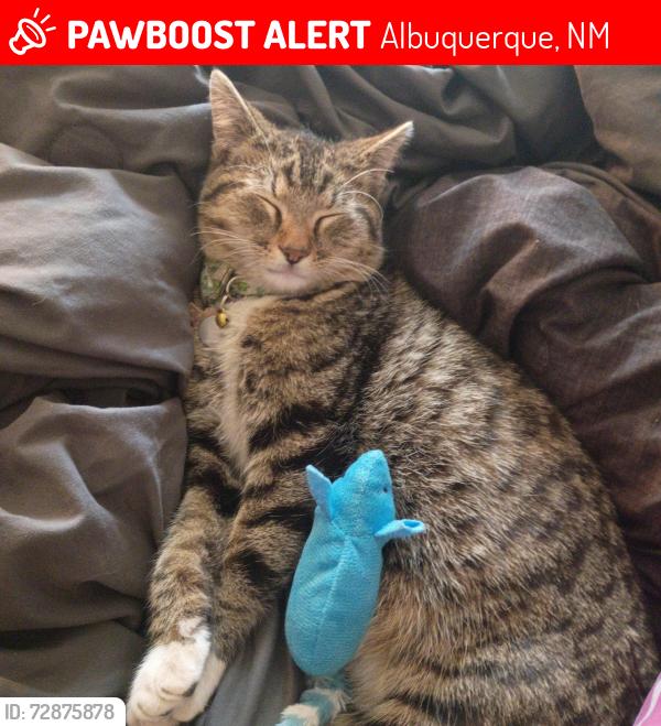 Lost Male Cat last seen Sunset & Bridge, Albuquerque, NM 87105