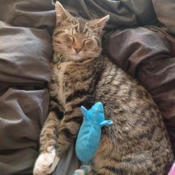 Lost Male Cat last seen Sunset & Bridge, Albuquerque, NM 87105