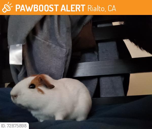 Found/Stray Unknown Other last seen Randall and Riverside ave, Rialto, CA 92376
