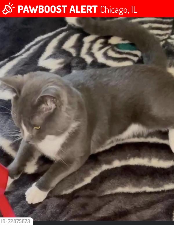 Lost Male Cat last seen S. Laporte and W 65th, Chicago, IL 60638