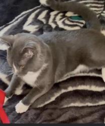 Lost Male Cat last seen S. Laporte and W 65th, Chicago, IL 60638