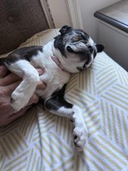 Lost Female Dog last seen Toll gate and Redwood Lane, Glastonbury, CT 06073