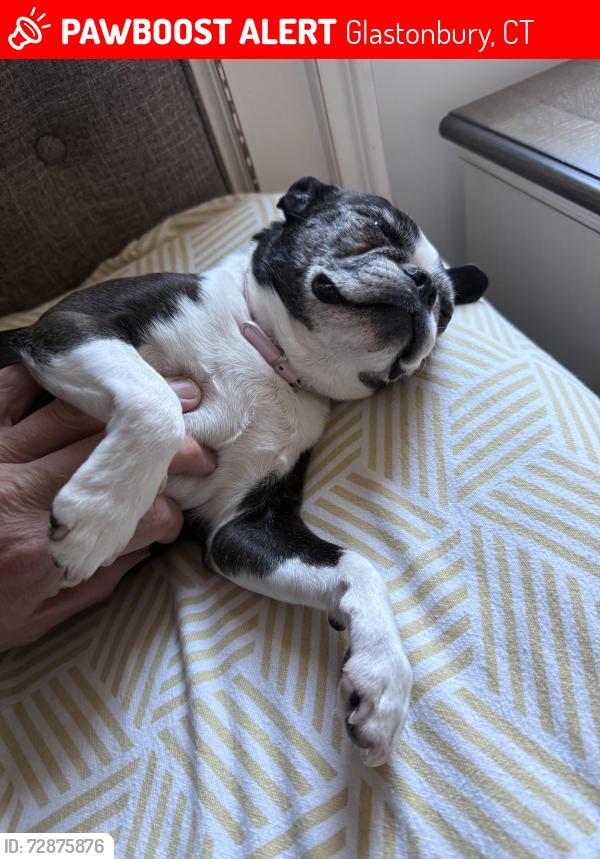 Lost Female Dog last seen Toll gate and Redwood Lane, Glastonbury, CT 06073