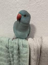 Lost Unknown Bird last seen Glen Haig, San Jose, CA 95148