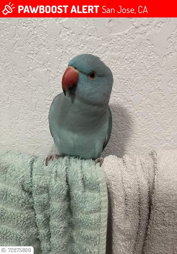 Lost Unknown Bird last seen Glen Haig, San Jose, CA 95148