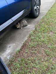 Found/Stray Unknown Cat last seen Old mill drive , Deltona, FL 32725