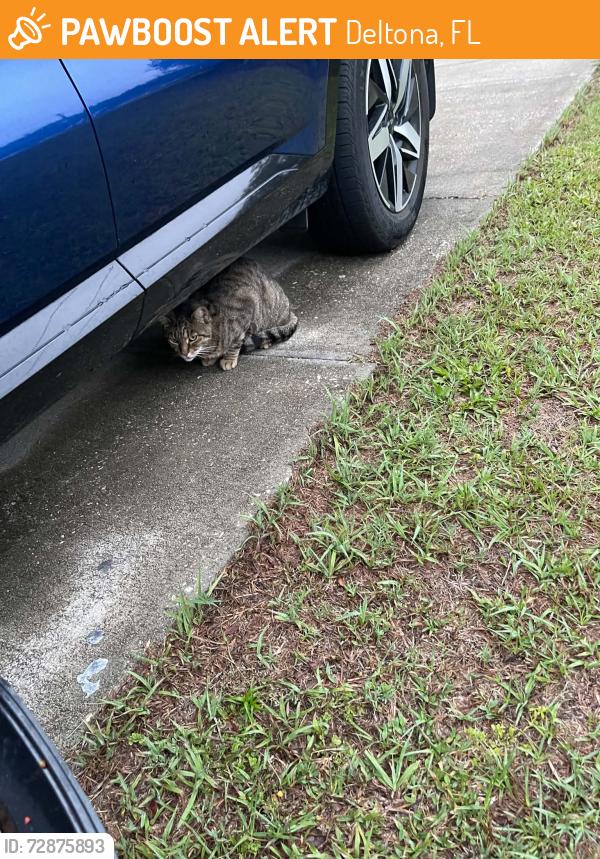 Found/Stray Unknown Cat last seen Old mill drive , Deltona, FL 32725