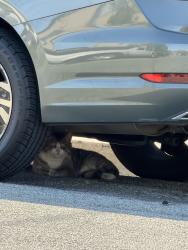 Found/Stray Unknown Cat last seen Shortridge Avenue & S 30th Street, San Jose, CA 95116