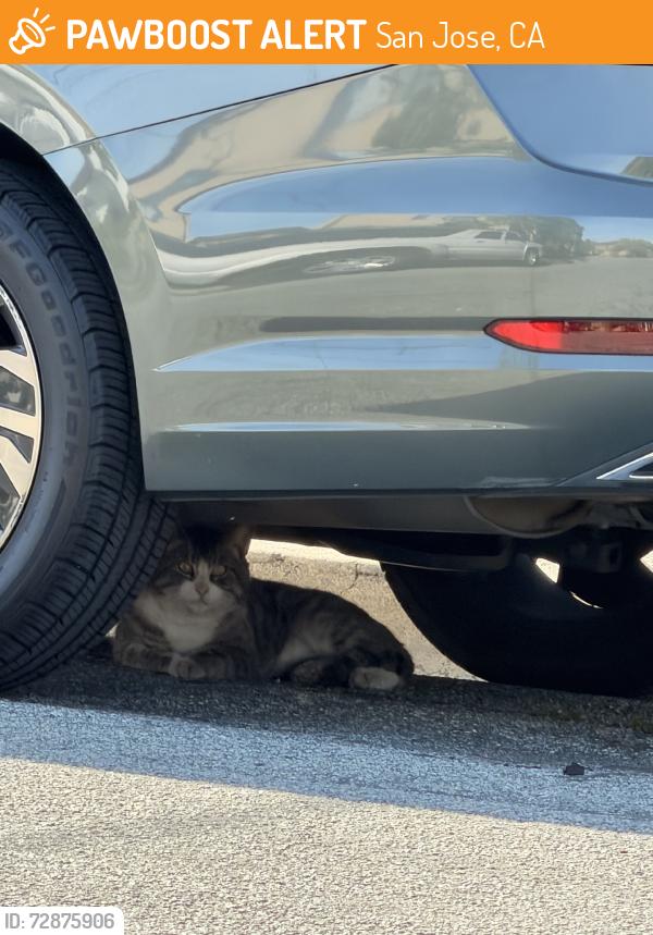 Found/Stray Unknown Cat last seen Shortridge Avenue & S 30th Street, San Jose, CA 95116