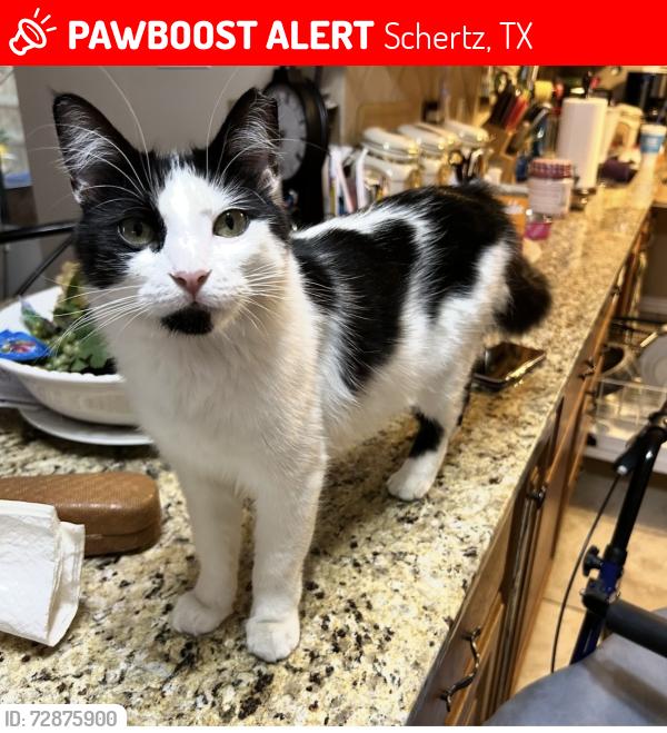 Lost Female Cat last seen Chestnut Dr, Schertz, TX 78154