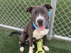 Shelter Stray Male Dog last seen , San Pedro, CA 90731