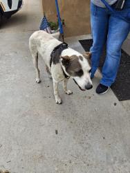 Reunited Male Dog last seen 1st Avenue , Chula Vista, CA 91910