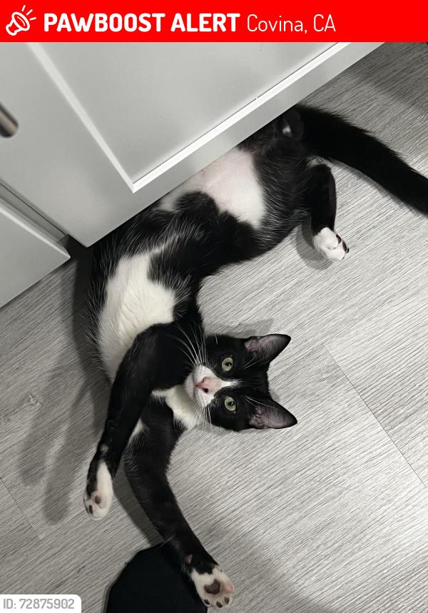 Lost Male Cat last seen Arrow Hwy and Sunflower Ave, Covina, CA 91724