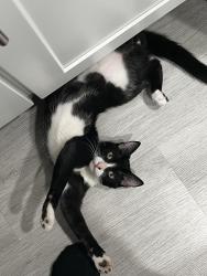 Lost Male Cat last seen Arrow Hwy and Sunflower Ave, Covina, CA 91724