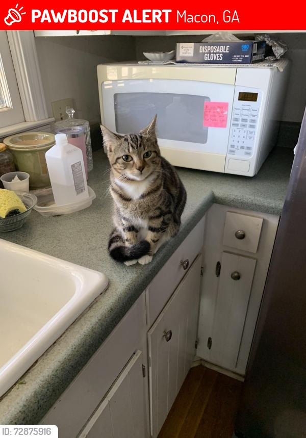 Lost Female Cat last seen Fran Dr, Macon, GA 31216