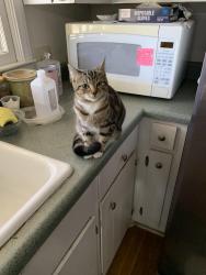 Lost Female Cat last seen Fran Dr, Macon, GA 31216