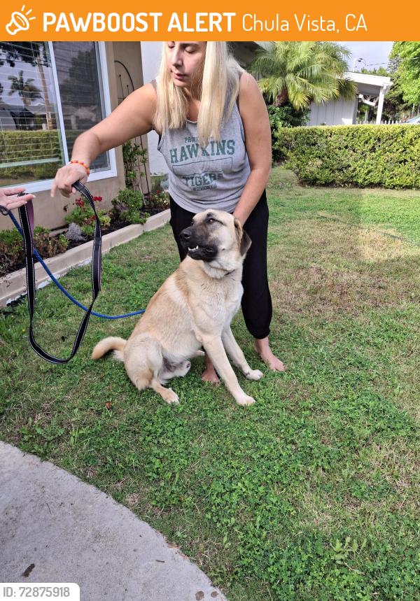 Found/Stray Male Dog last seen 1st Avenue , Chula Vista, CA 91910