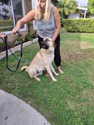 Found/Stray Male Dog last seen 1st Avenue , Chula Vista, CA 91910