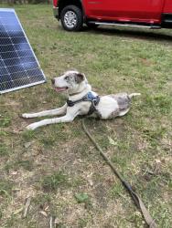 Found/Stray Female Dog last seen Mill bend Ct., 77354, Montgomery County, TX 77353
