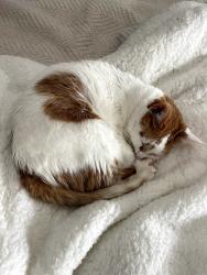 Lost Female Cat last seen Homeward Hills Road, Eden Prairie, MN 55347