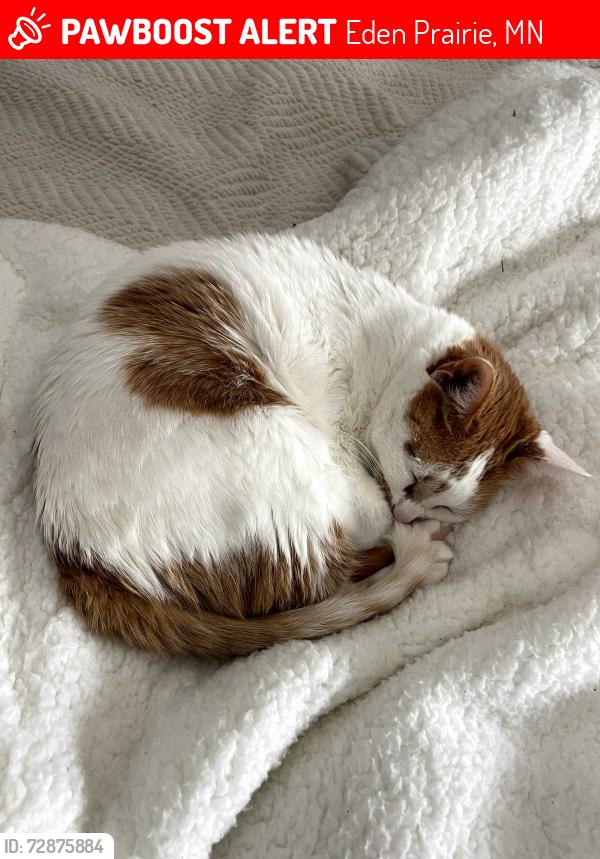 Lost Female Cat last seen Homeward Hills Road, Eden Prairie, MN 55347