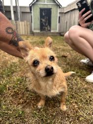 Found/Stray Female Dog last seen Chapman, Fullerton, CA 92833