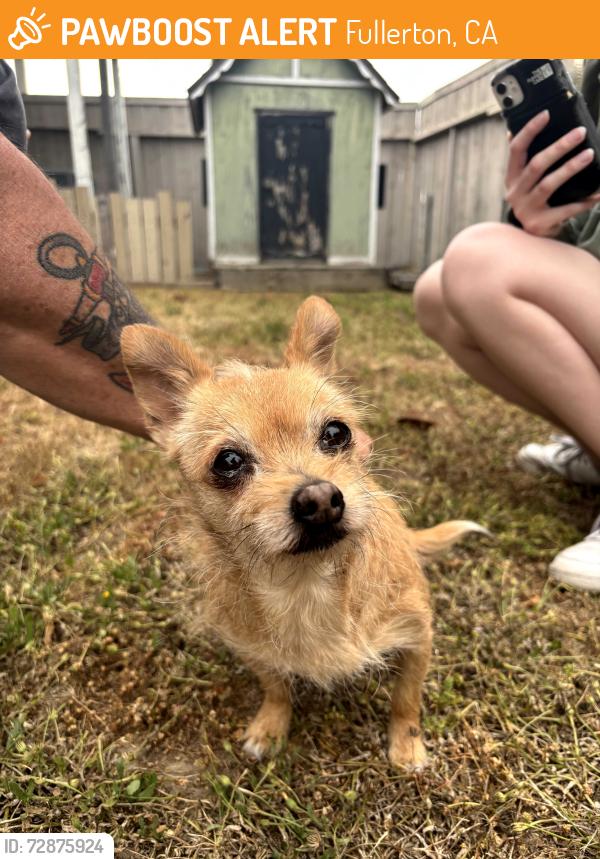 Found/Stray Female Dog last seen Chapman, Fullerton, CA 92833