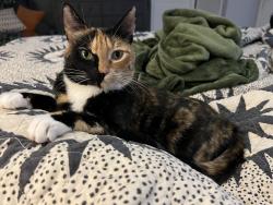 Lost Female Cat last seen Sunnyside rd behind US Bank, Happy Valley, OR 97086