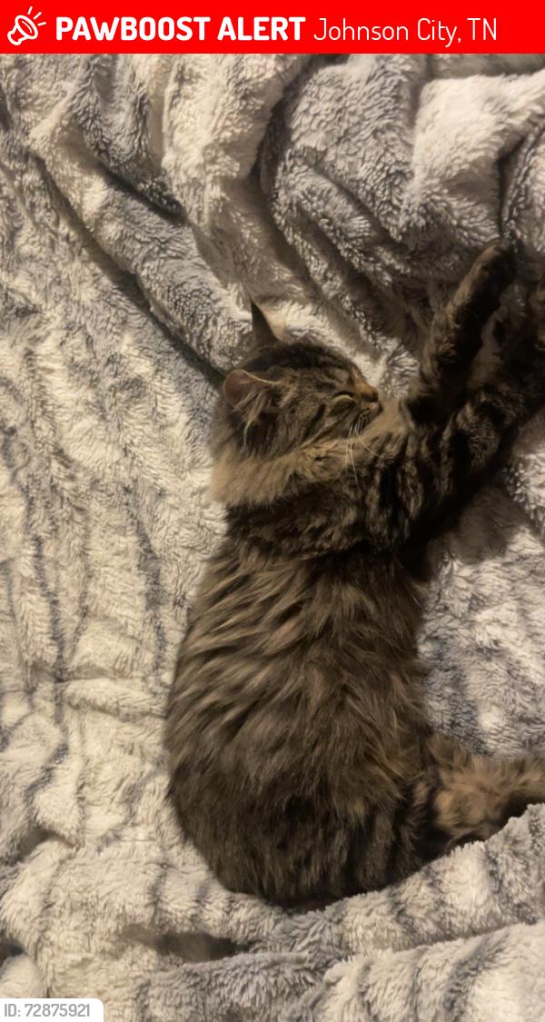 Lost Female Cat last seen Waffle hse, AT&T, Johnson City, TN 37601