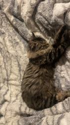 Lost Female Cat last seen Waffle hse, AT&T, Johnson City, TN 37601