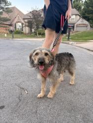 Found/Stray Male Dog last seen 81st and Sheridan , Tulsa, OK 74133