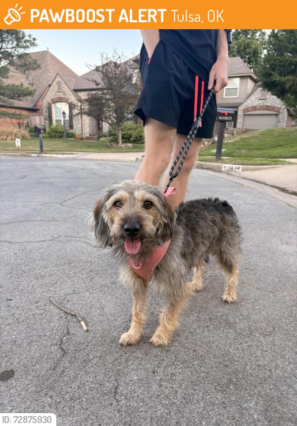 Found/Stray Male Dog last seen 81st and Sheridan , Tulsa, OK 74133