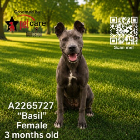 Shelter Stray Female Dog last seen , Los Angeles, CA 90031