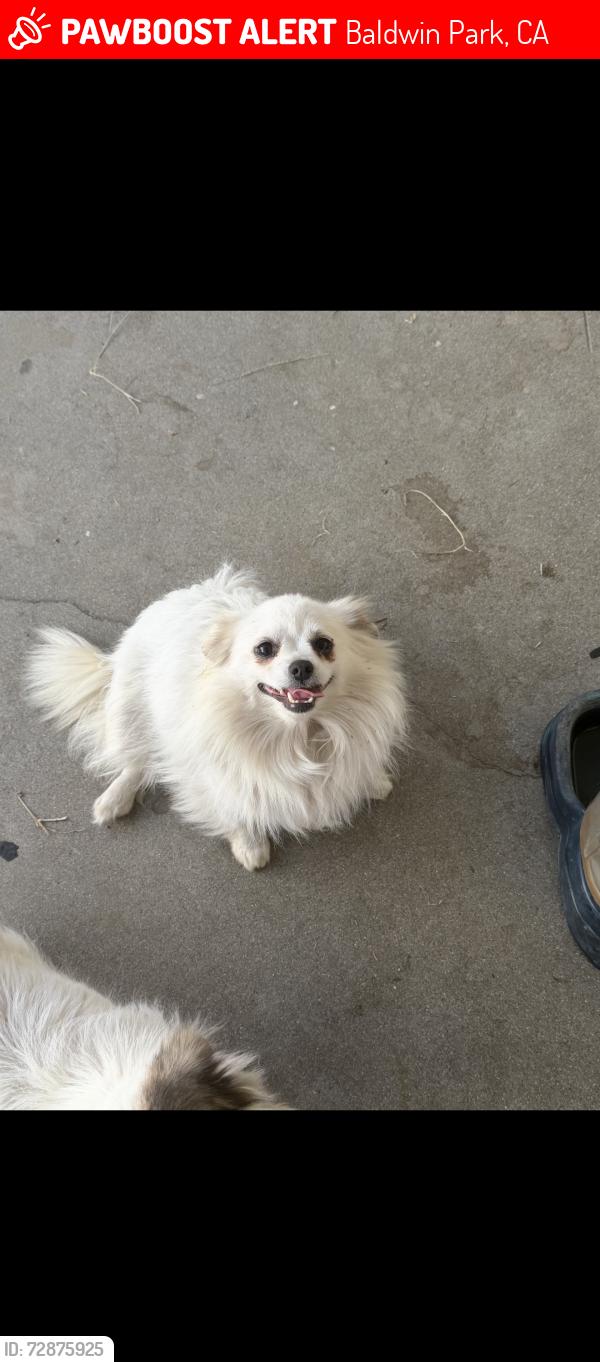 Lost Female Dog last seen Athol st , Baldwin Park, CA 91706