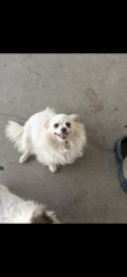 Lost Female Dog last seen Athol st , Baldwin Park, CA 91706