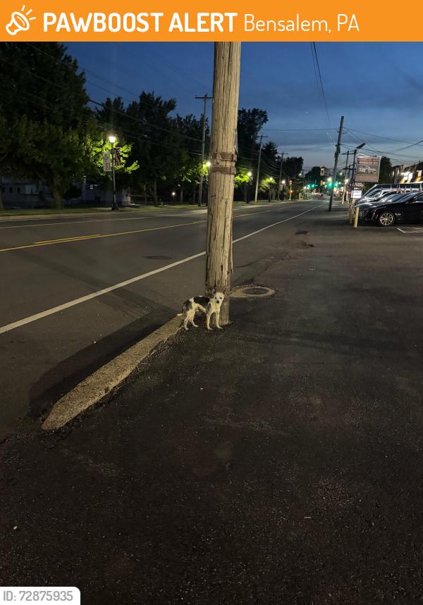 Found/Stray Unknown Dog last seen Bristol pike and woodbine , Bensalem, PA 19020