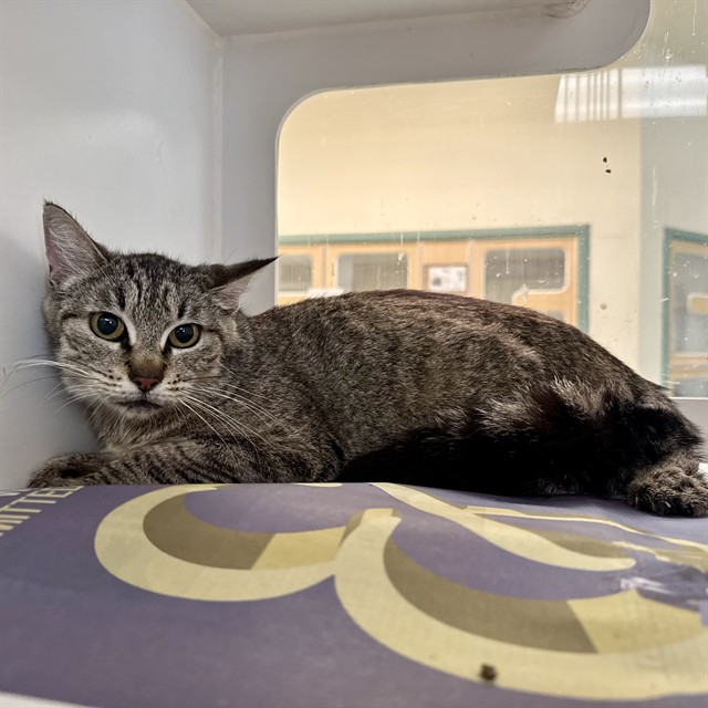 Shelter Stray Female Cat last seen Near BLOCK MISSION BLVD, JURUPA VALLEY CA 92509, Jurupa Valley, CA 92509