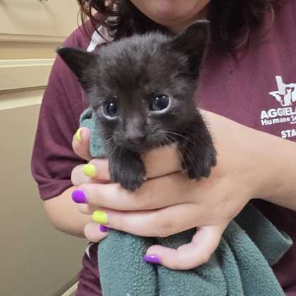 Shelter Stray Female Cat last seen Brazos County, TX , Bryan, TX 77807