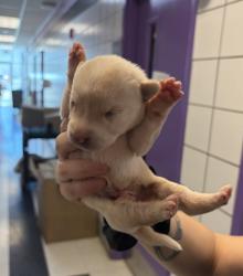 Shelter Stray Male Dog last seen Near alameda, Outside City/County, TX, Fort Bliss, TX 79906