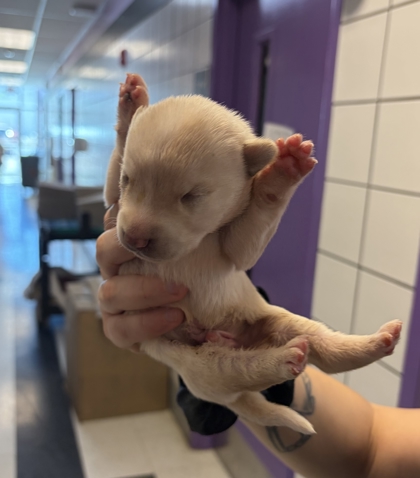 Shelter Stray Male Dog last seen Near alameda, Outside City/County, TX, Fort Bliss, TX 79906