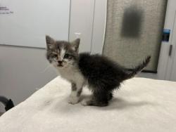 Shelter Stray Female Cat last seen Gillham & Locust, KCMO, 64109, 64109, MO, Kansas City, MO 64132