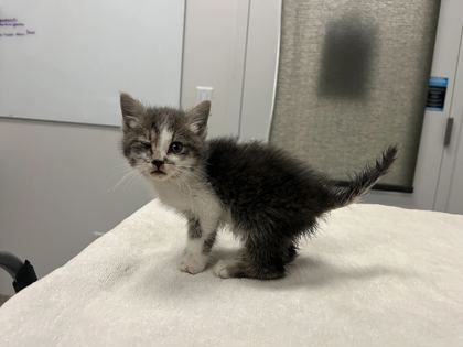 Shelter Stray Female Cat last seen Gillham & Locust, KCMO, 64109, 64109, MO, Kansas City, MO 64132