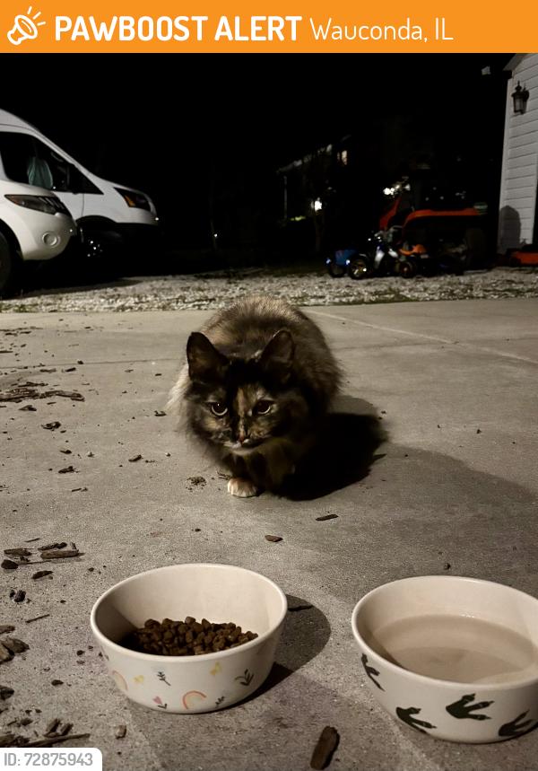 Found/Stray Female Cat last seen Wauconda, IL. , Wauconda, IL 60084