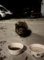 Found/Stray Female Cat last seen Wauconda, IL. , Wauconda, IL 60084